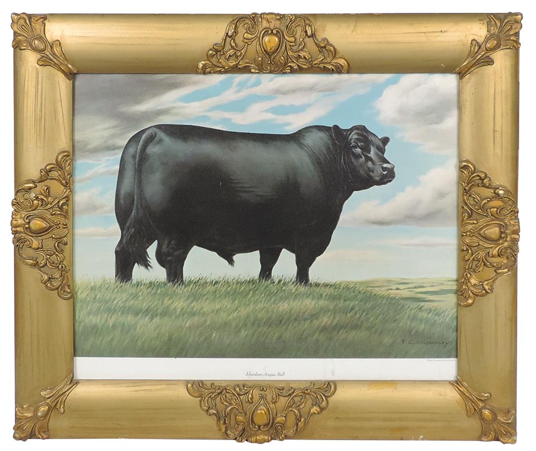 Livestock Print, "Aberdeen-Angus Bull" after the painting by F.C. Murray, for the American Angus (1 of 1)