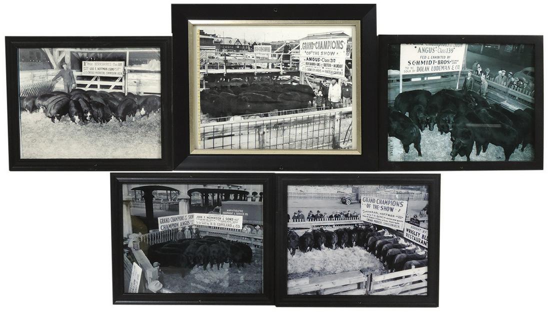 Livestock Promotional Photographs (5), various grand champions, c.1940s-50s w/advertising signage, (1 of 1)