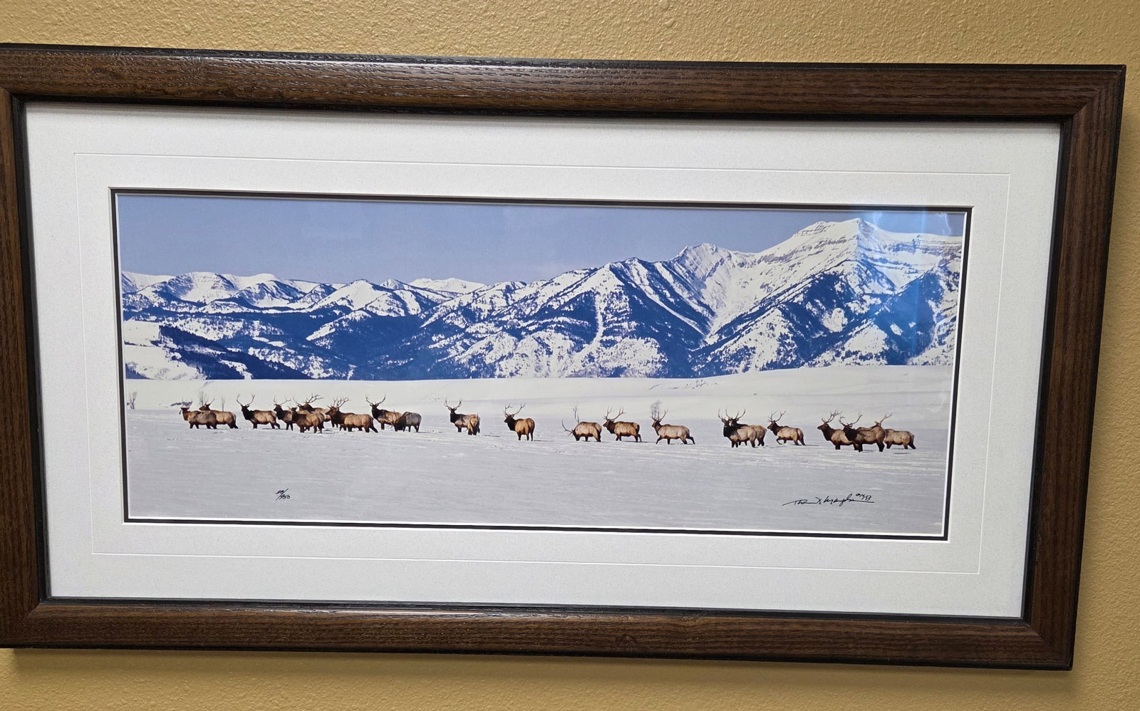 Herd of Elk in the snow. Artist signed Thomas D.Mangelsen: Herd of Elk in the snow. Artist signed Thomas D.Mangelsen. 14 inches high x 22 inches wide.