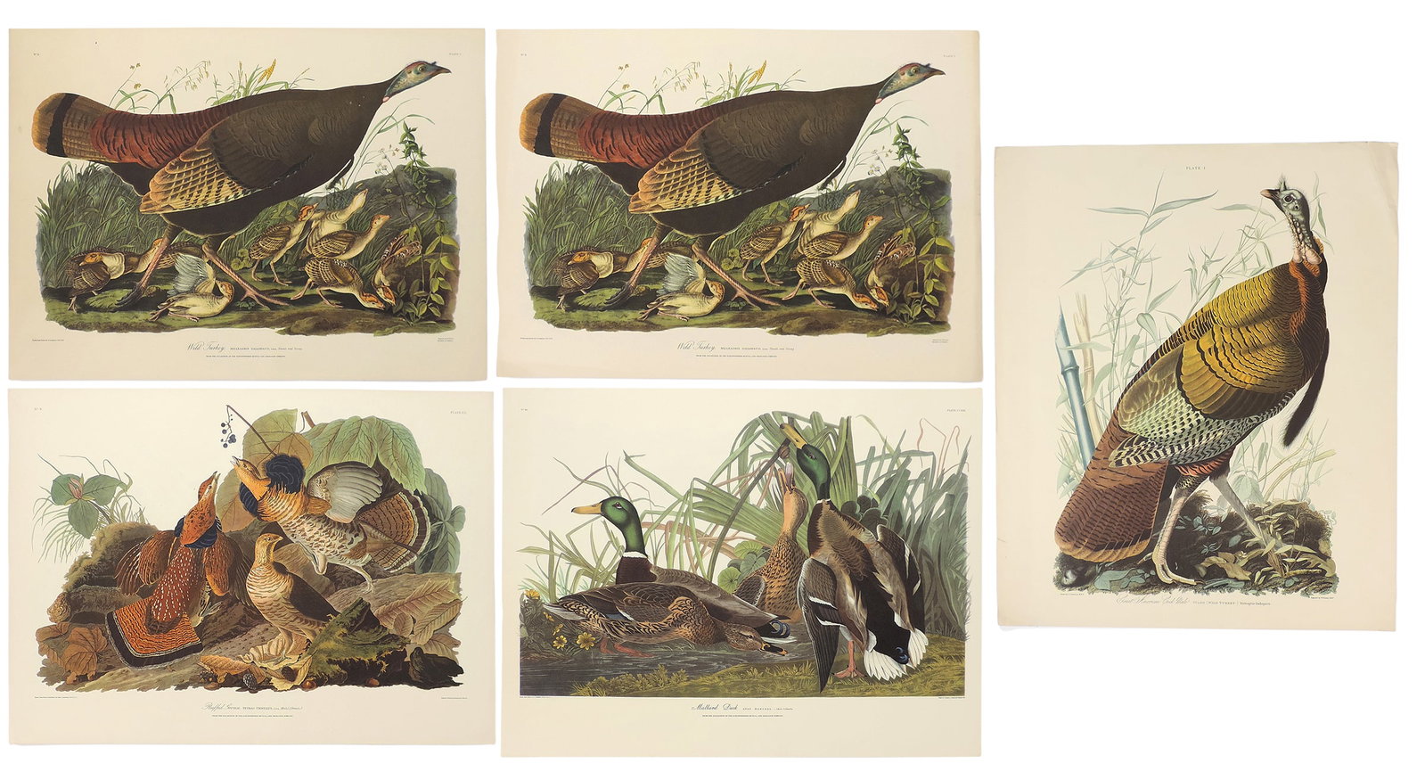 John James Audubon Lithographs (5), reprinted from the original engravings in the mid-late 1800s,... (1 of 6)