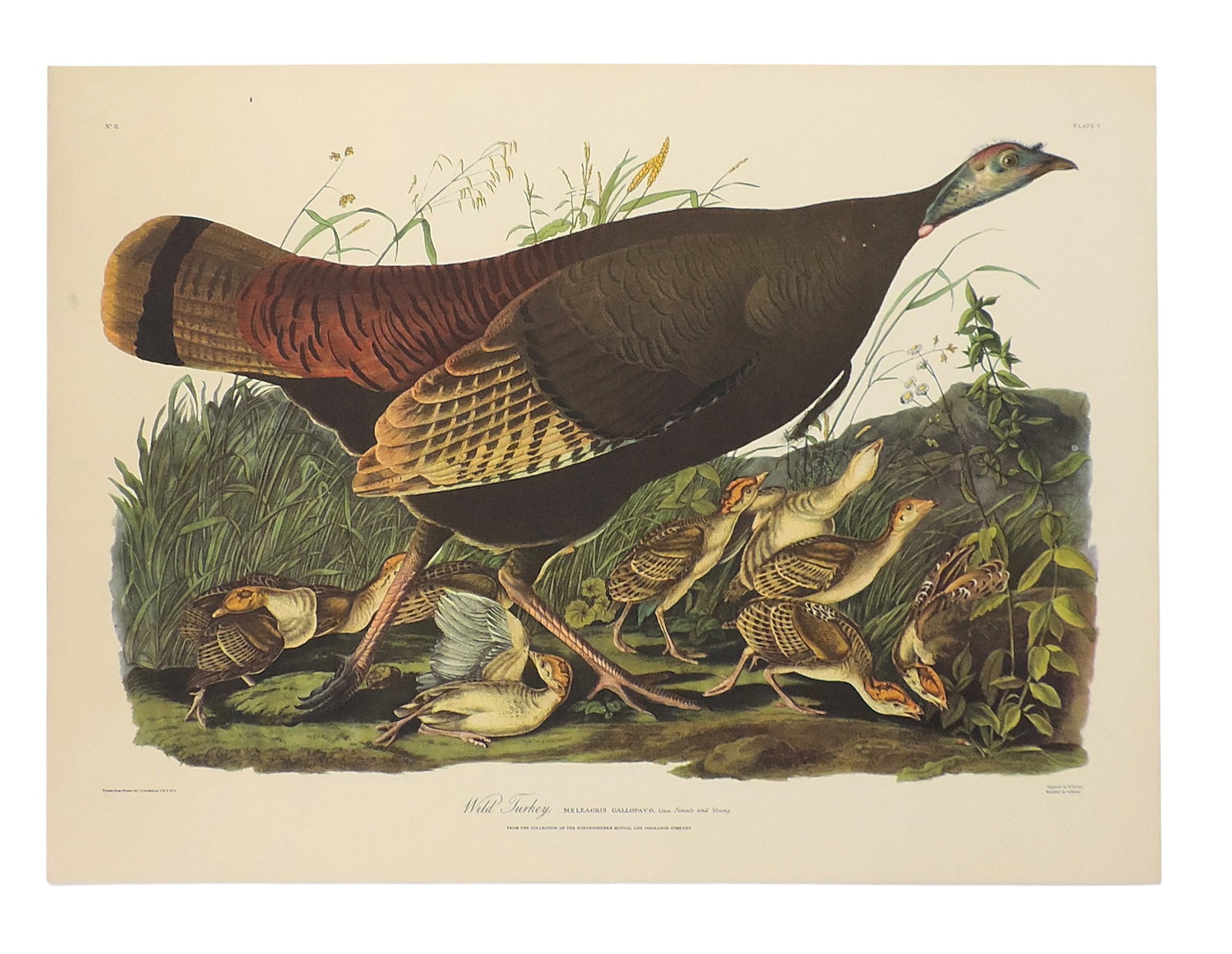John James Audubon Lithographs (5), reprinted from the original engravings in the mid-late 1800s,... - 2