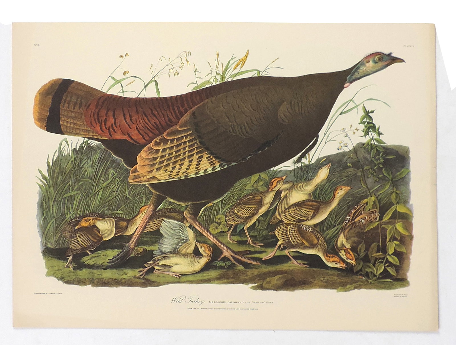John James Audubon Lithographs (5), reprinted from the original engravings in the mid-late 1800s,... - 3