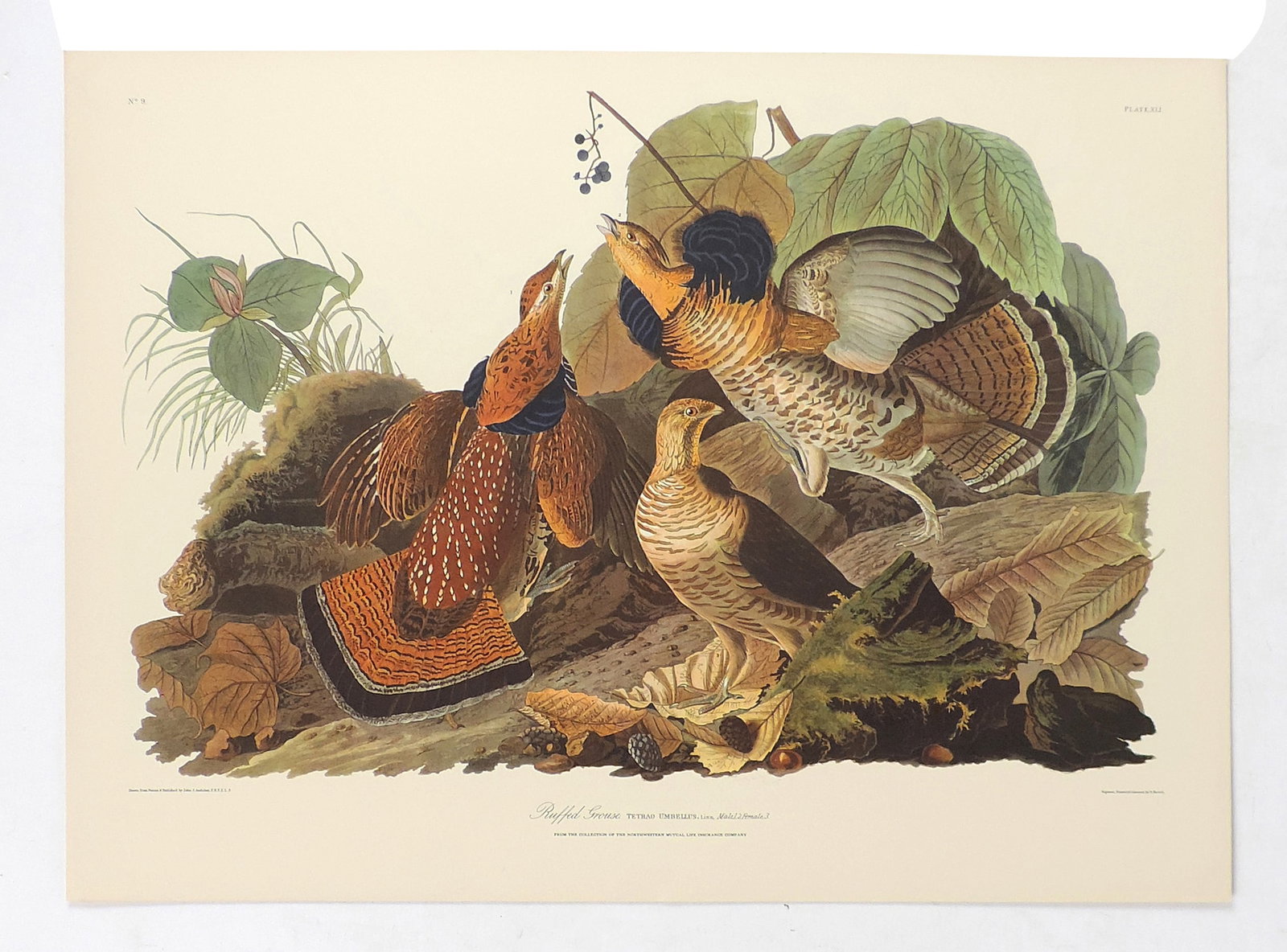 John James Audubon Lithographs (5), reprinted from the original engravings in the mid-late 1800s,... - 4