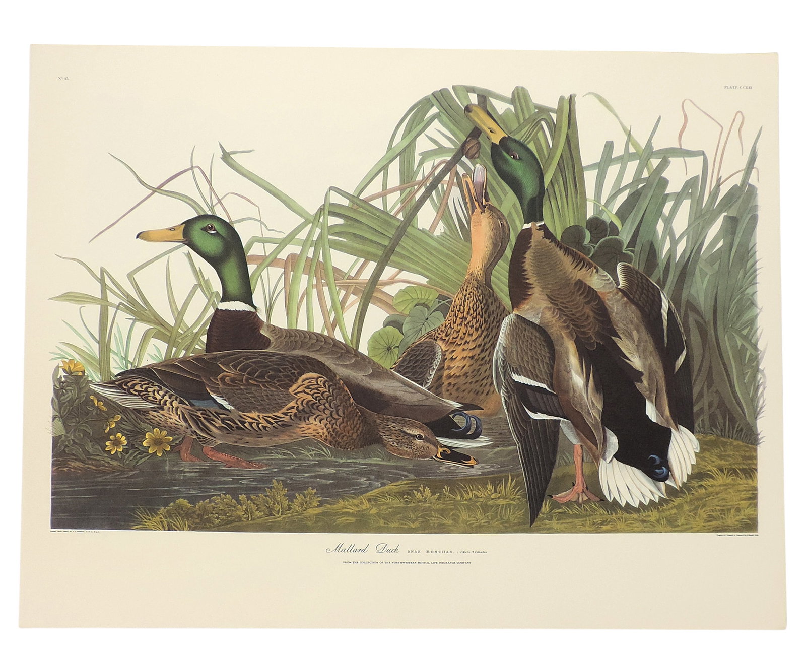 John James Audubon Lithographs (5), reprinted from the original engravings in the mid-late 1800s,... - 5