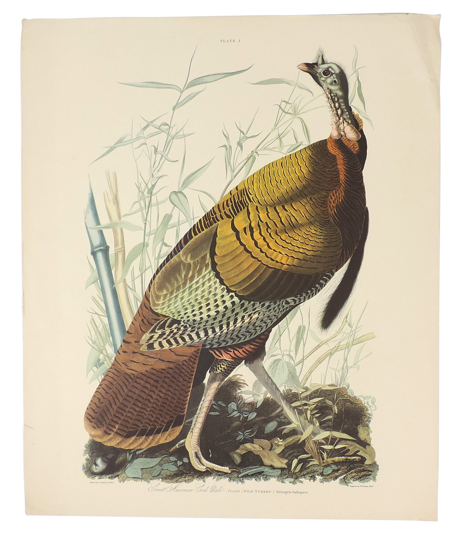 John James Audubon Lithographs (5), reprinted from the original engravings in the mid-late 1800s,... - 6