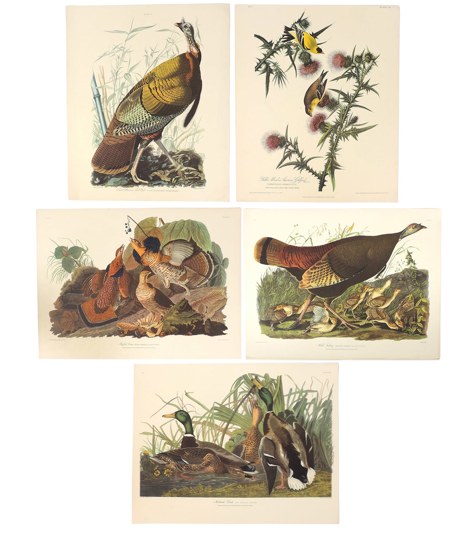 John James Audubon Lithographs (5), reprinted from the original engravings in the mid-late 1800s,... (1 of 6)