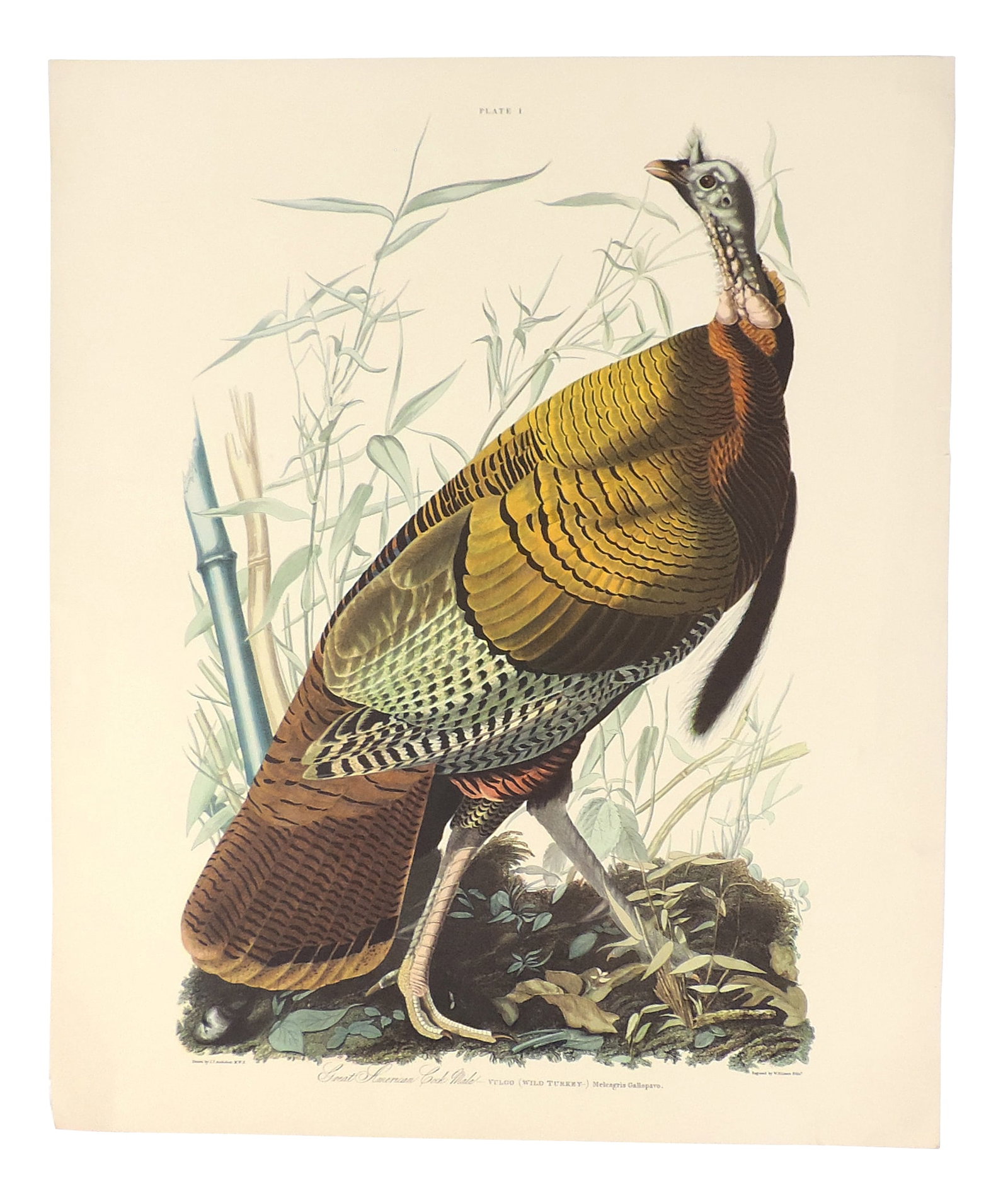 John James Audubon Lithographs (5), reprinted from the original engravings in the mid-late 1800s,... - 2