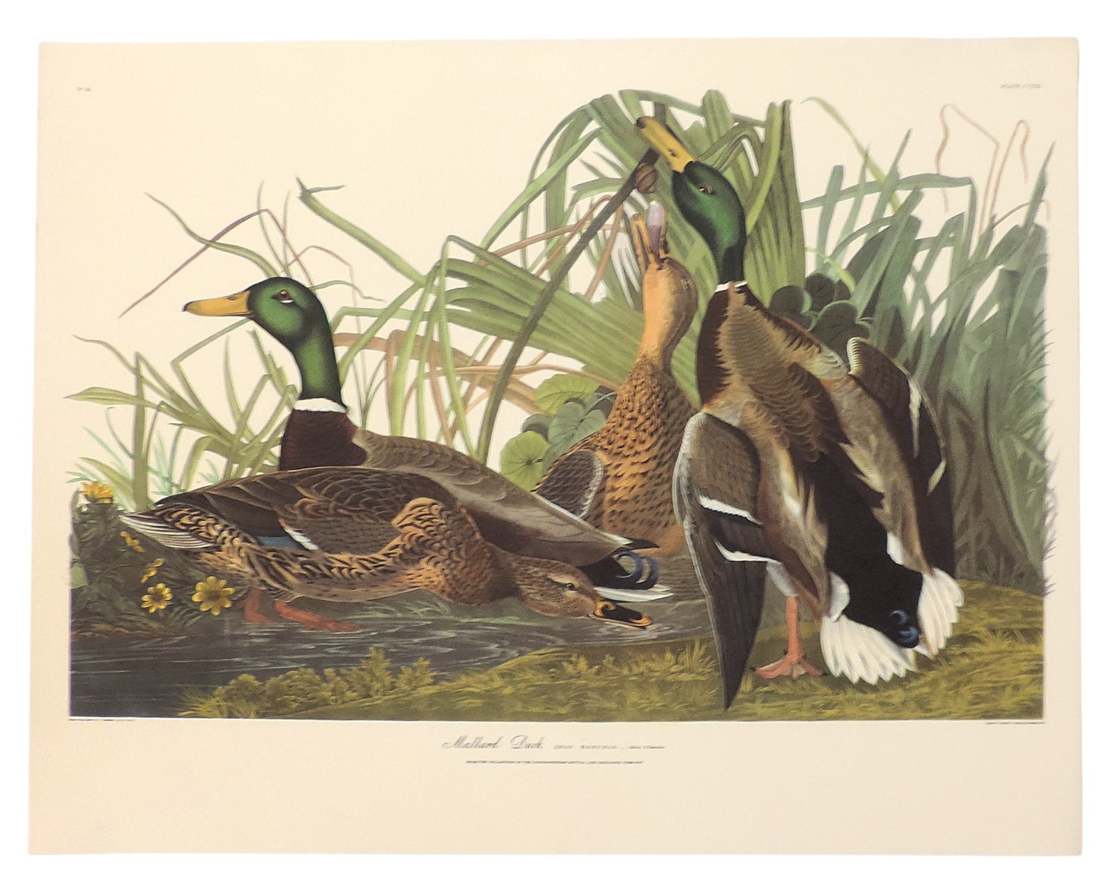 John James Audubon Lithographs (5), reprinted from the original engravings in the mid-late 1800s,... - 3