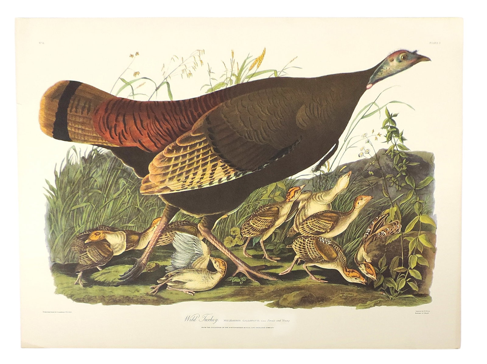 John James Audubon Lithographs (5), reprinted from the original engravings in the mid-late 1800s,... - 4