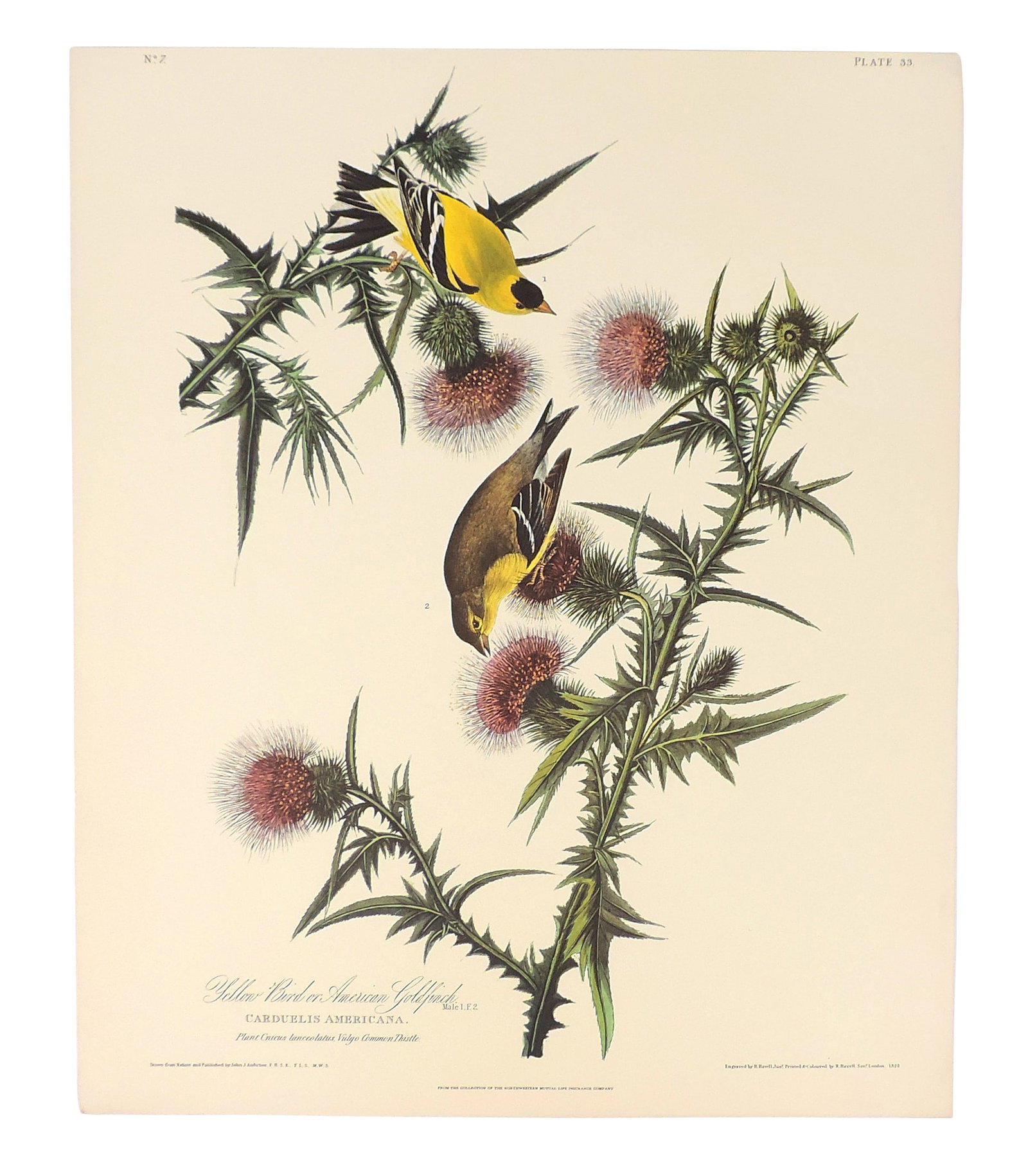 John James Audubon Lithographs (5), reprinted from the original engravings in the mid-late 1800s,... - 5