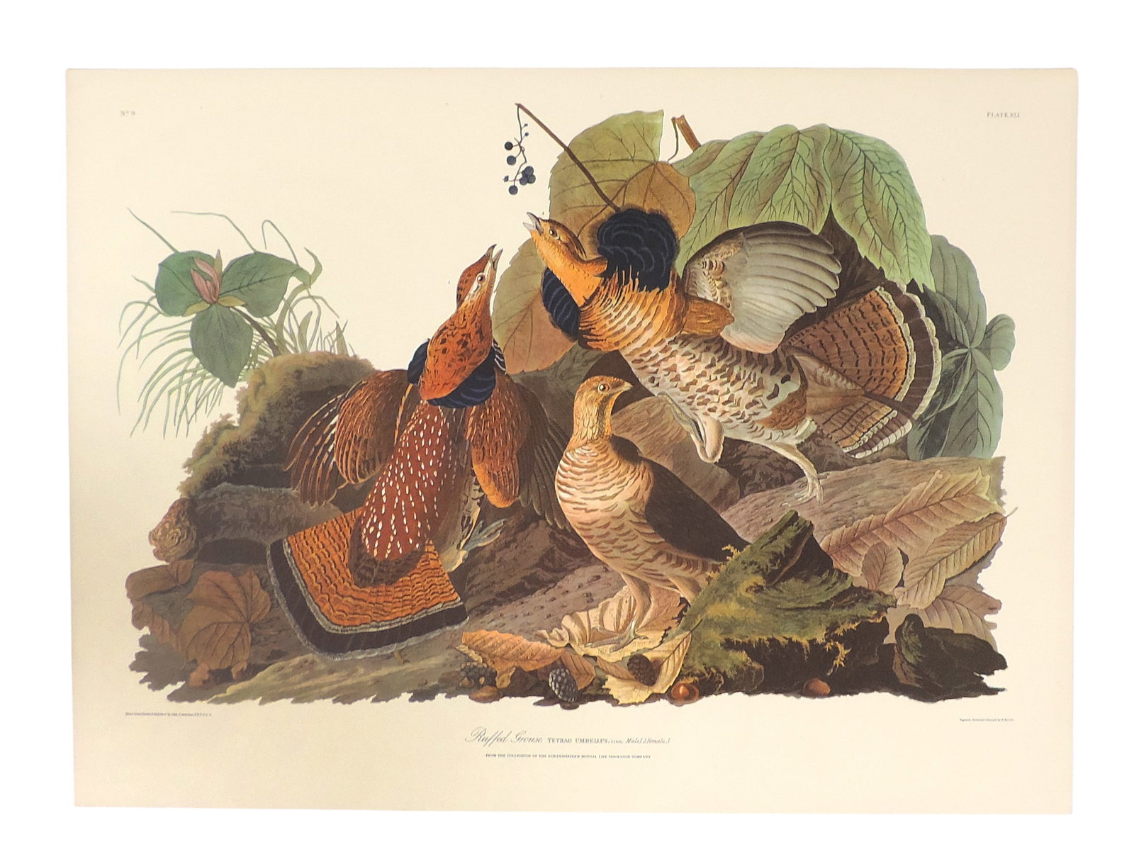 John James Audubon Lithographs (5), reprinted from the original engravings in the mid-late 1800s,... - 6
