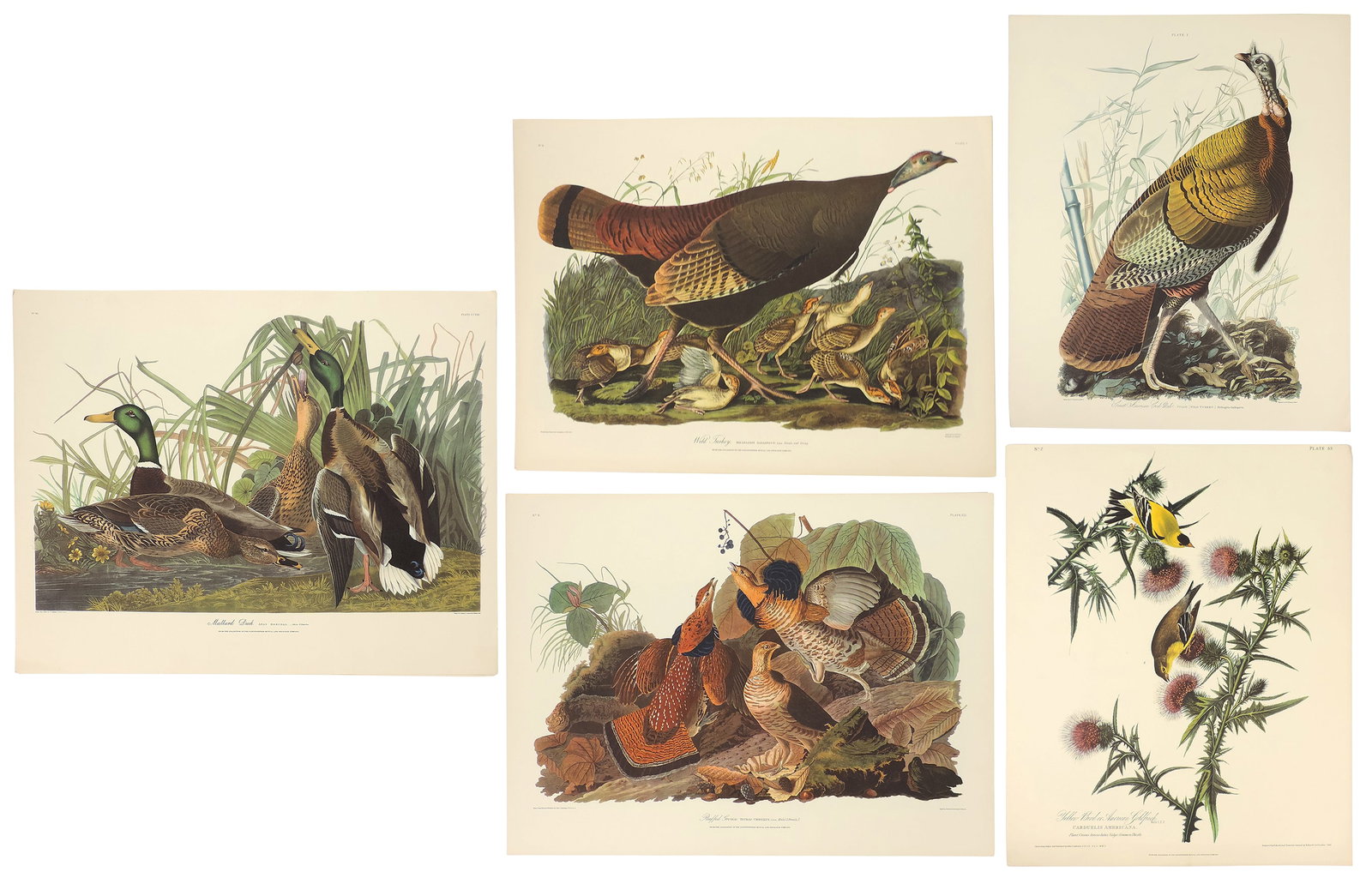 John James Audubon Lithographs (5), reprinted from the original engravings in the mid-late 1800s,... (1 of 6)