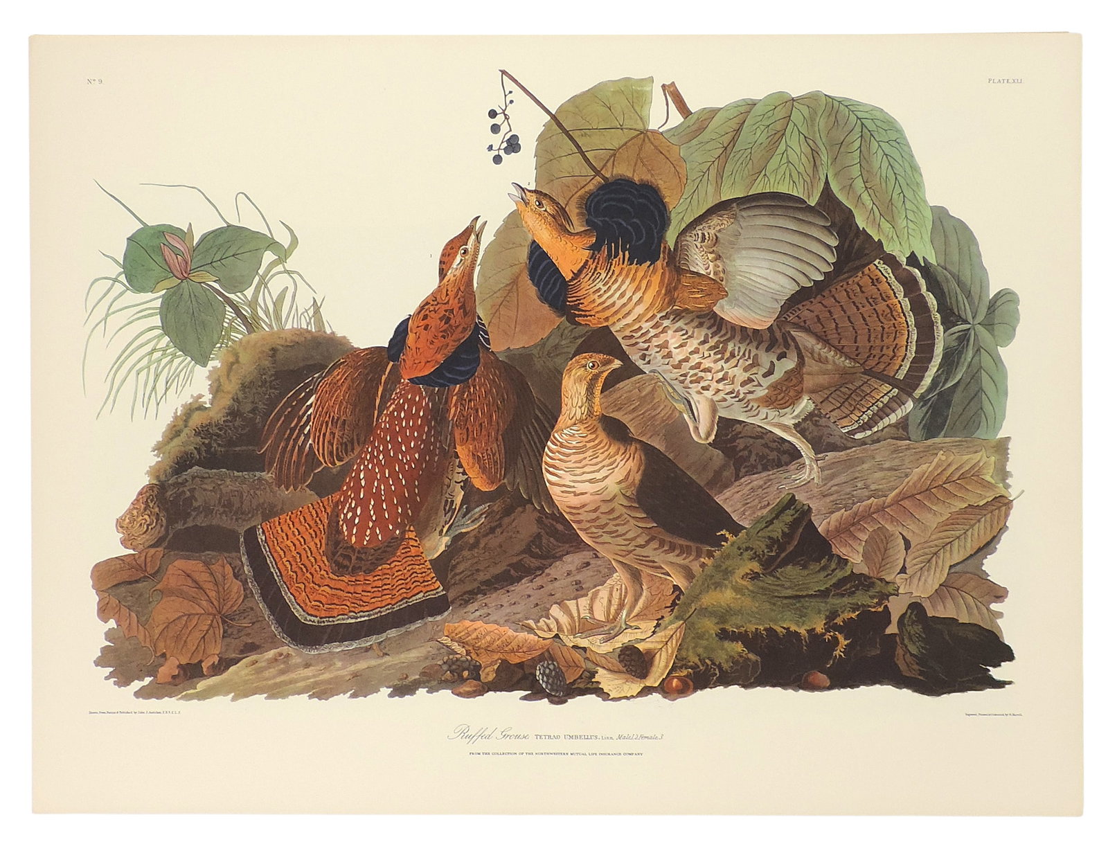 John James Audubon Lithographs (5), reprinted from the original engravings in the mid-late 1800s,... - 2