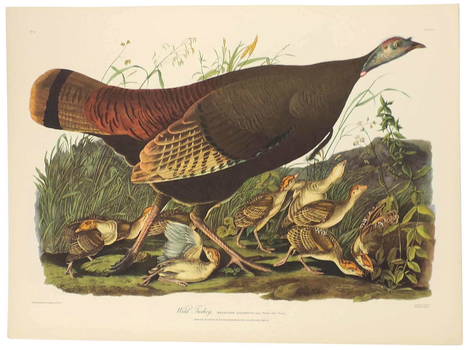 John James Audubon Lithographs (5), reprinted from the original engravings in the mid-late 1800s,... - 3