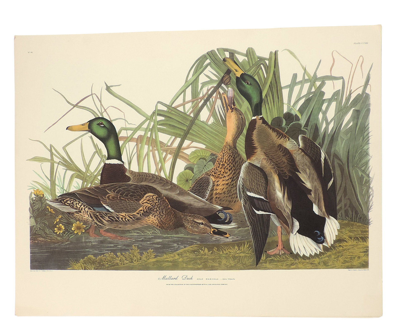 John James Audubon Lithographs (5), reprinted from the original engravings in the mid-late 1800s,... - 4