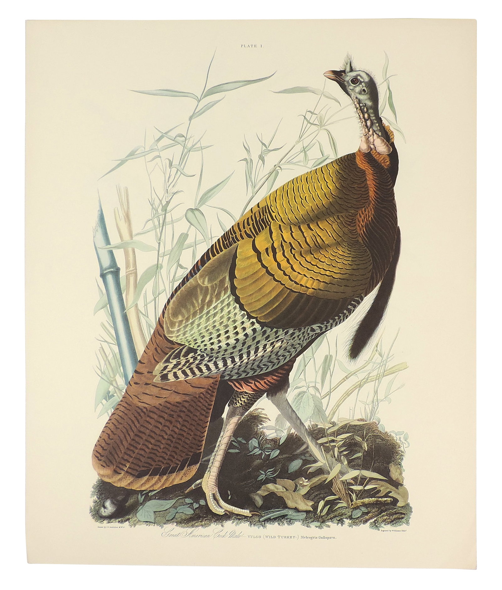 John James Audubon Lithographs (5), reprinted from the original engravings in the mid-late 1800s,... - 5