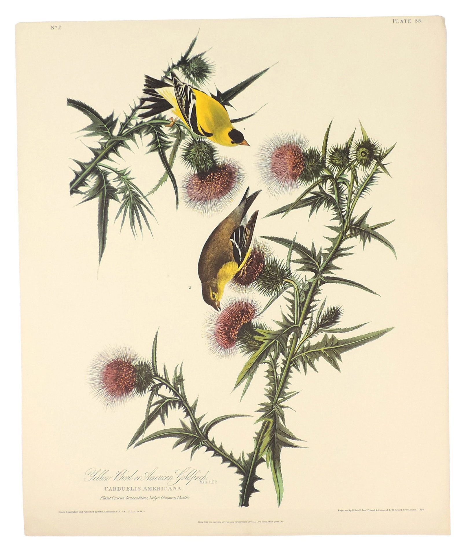 John James Audubon Lithographs (5), reprinted from the original engravings in the mid-late 1800s,... - 6