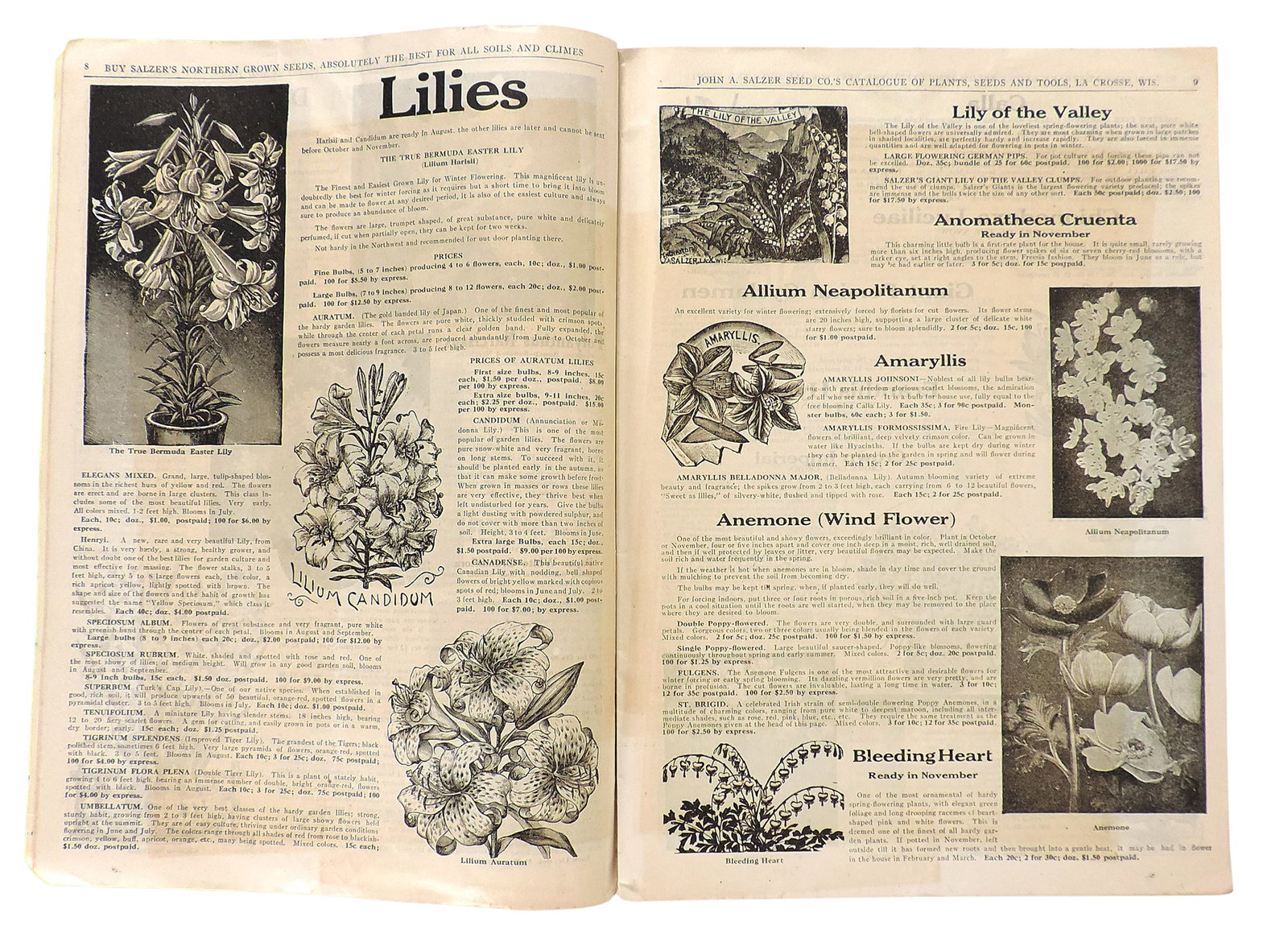 John A. Salzer Seed Co. Catalogues, La Crosse, Wis. (2), Sow Salzer's Seeds, 60 Years of Faithful - 3
