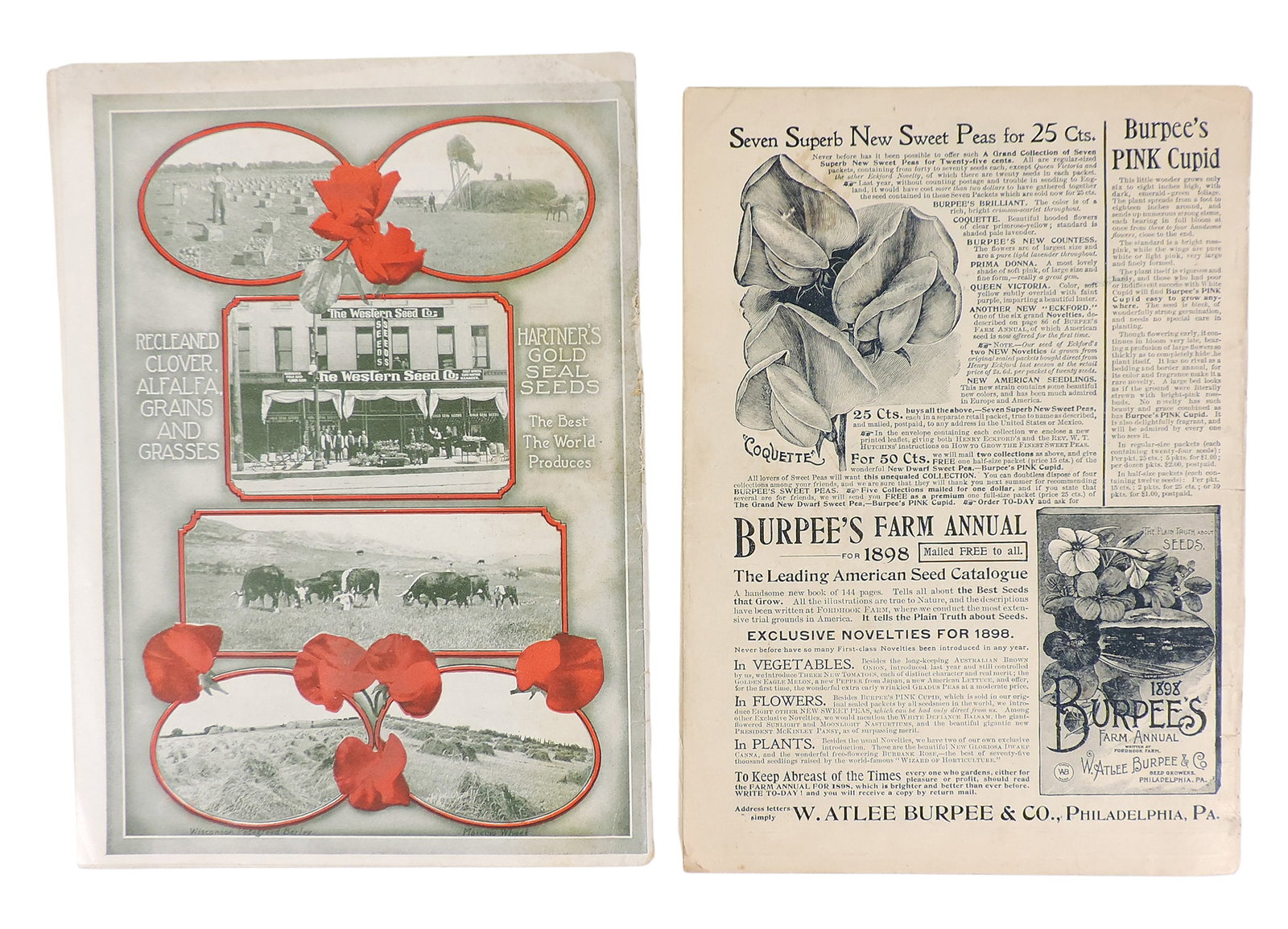 The Mayflower & The Western Seed Co. Catalogues (2), February 1898, The Mayflower, Floral Park, N... - 5