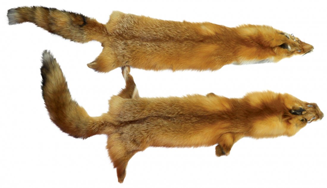 Fox pelts (2), tagged Eide Fox & Fur #'s 244 & 247,: Fox pelts (2), tagged Eide Fox & Fur #'s 244 & 247, cased furs w/dense full underfur, #244 has hole beside snout o/wise both Exc cond, #247 is 47"L & #244 is 46"L.