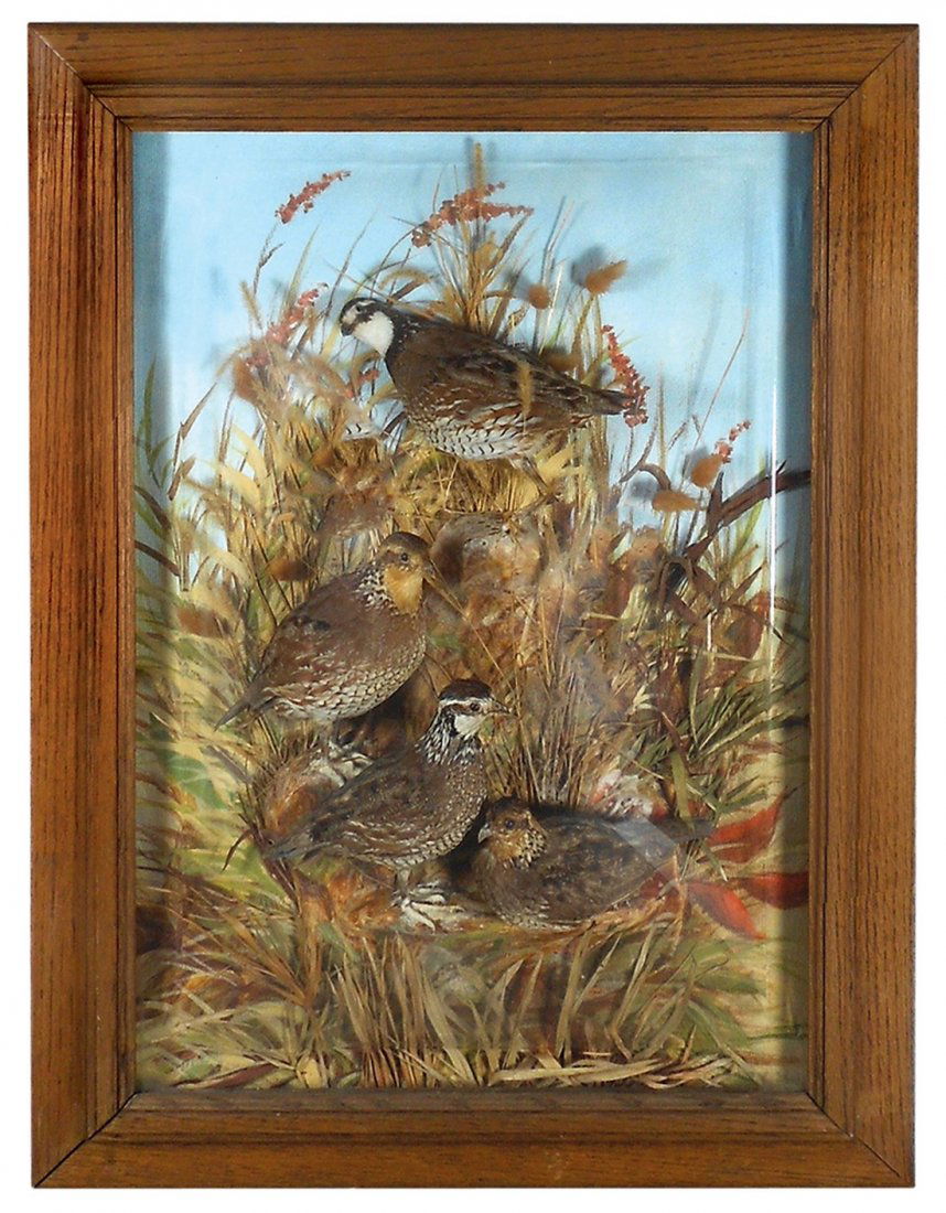 Wildlife display, Schwartz Taxidermy, 4 brown quail in (1 of 1)