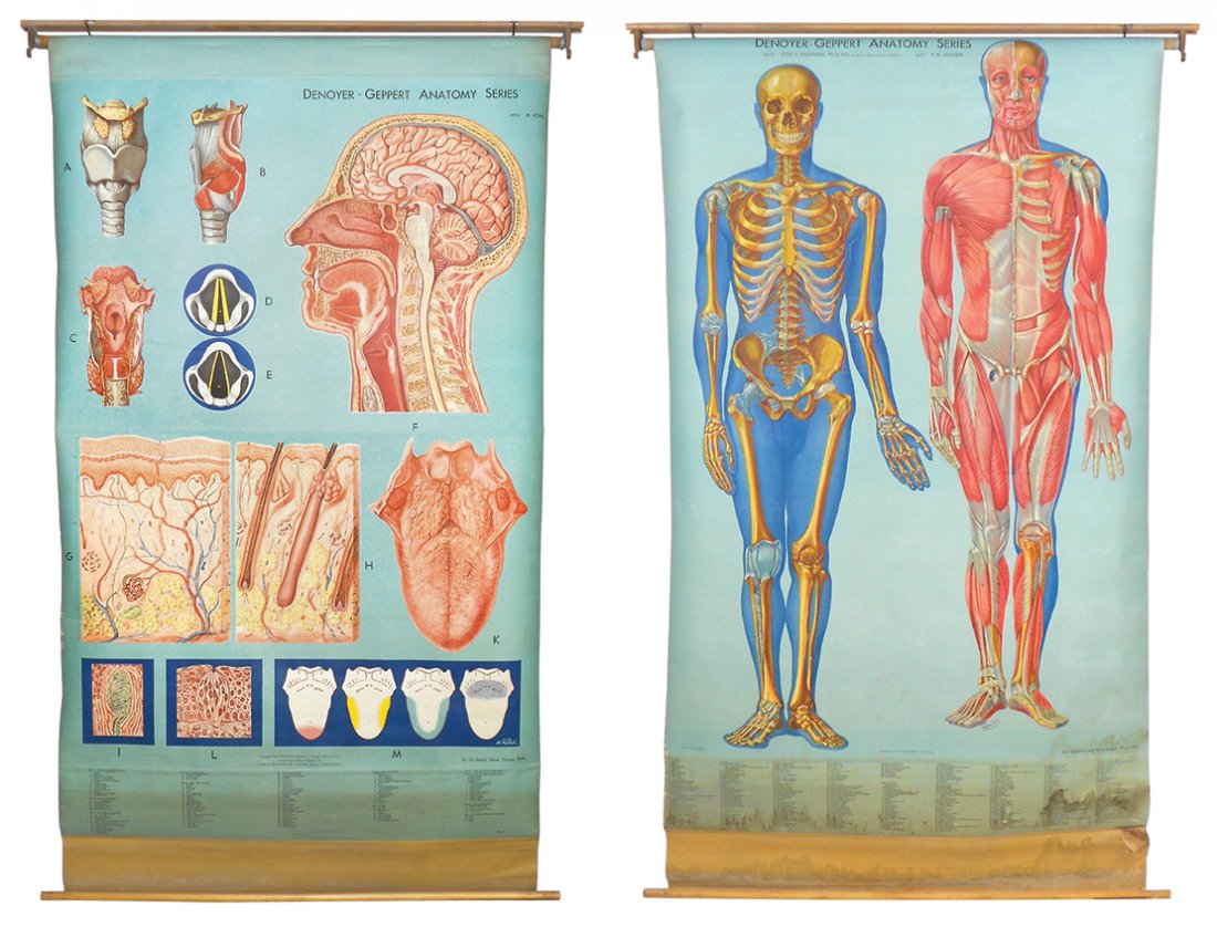 Medical anatomy maps (2), Denoyer-Geppert Co.-Chicago, (1 of 1)