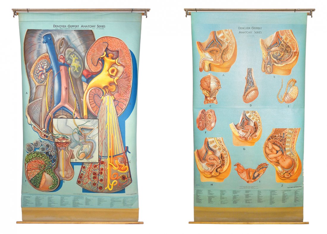 Medical anatomy maps (2), Denoyer-Geppert Co.-Chicago, (1 of 1)
