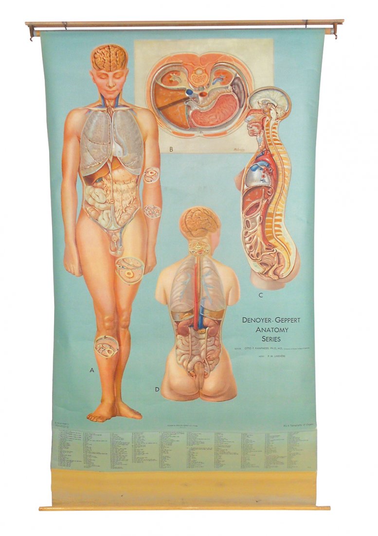 Medical anatomy map, Denoyer-Geppert Co.-Chicago, IL, (1 of 1)