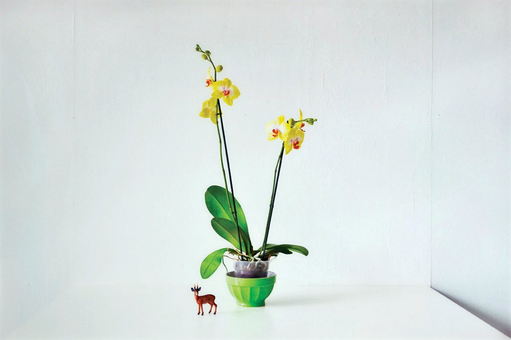 David Adika b. 1970: Untitled, 2008, Digital color photo printing, 80X114 cm. Accompanied by a certificate of authenticity signed by the artist and numbered 1/5.