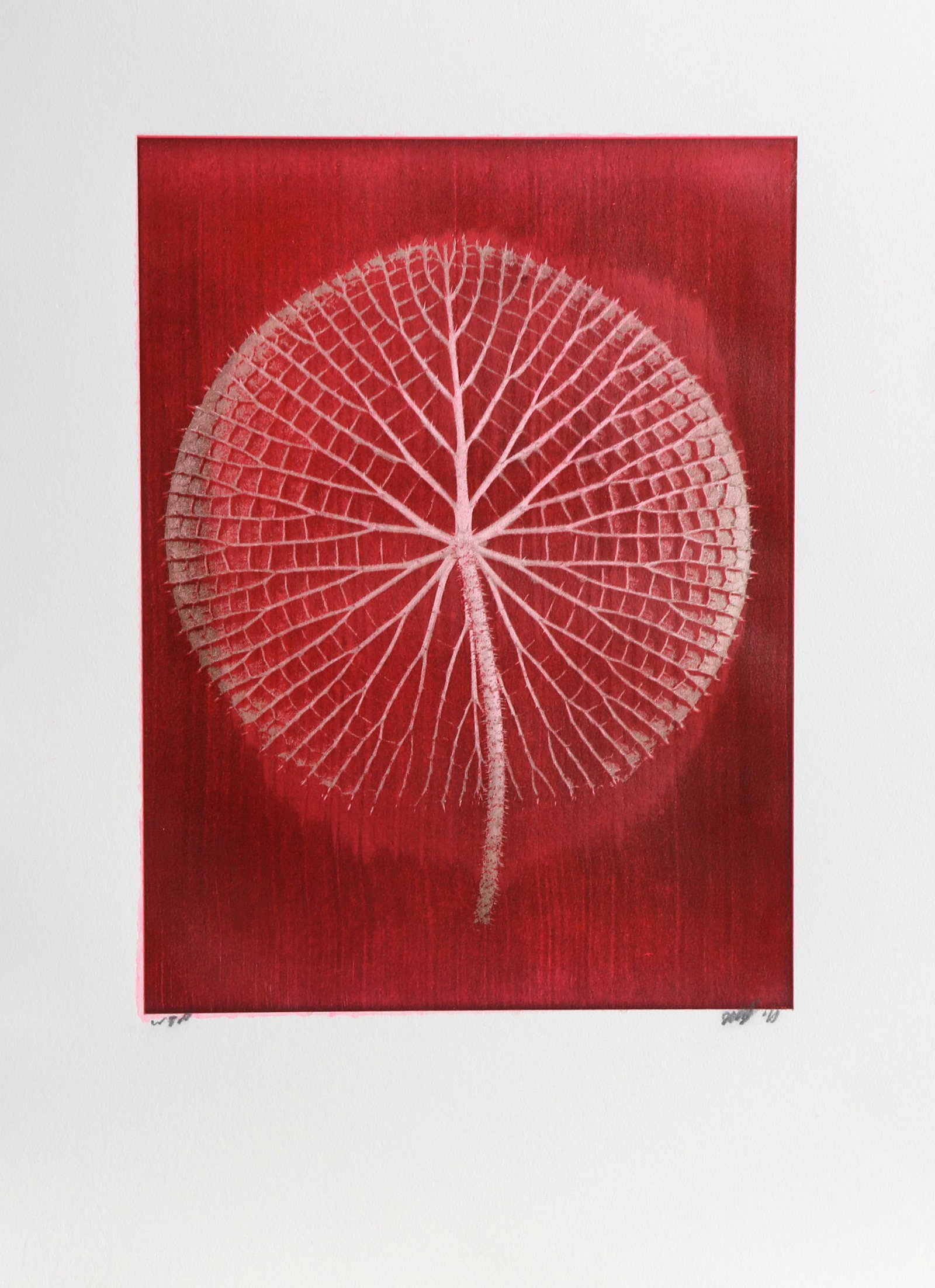 Jonathan Singer, Giant Pink Amazon Waterlily on Red: Artist: Jonathan Singer, American (1949 - 2019) Title: Giant Pink Amazon Waterlily on Red III Year: 2014 Medium: Digital Photograph, signed in pencil Image Size: 13 x 10 inches Size: 22.5 x 16 in. (57
