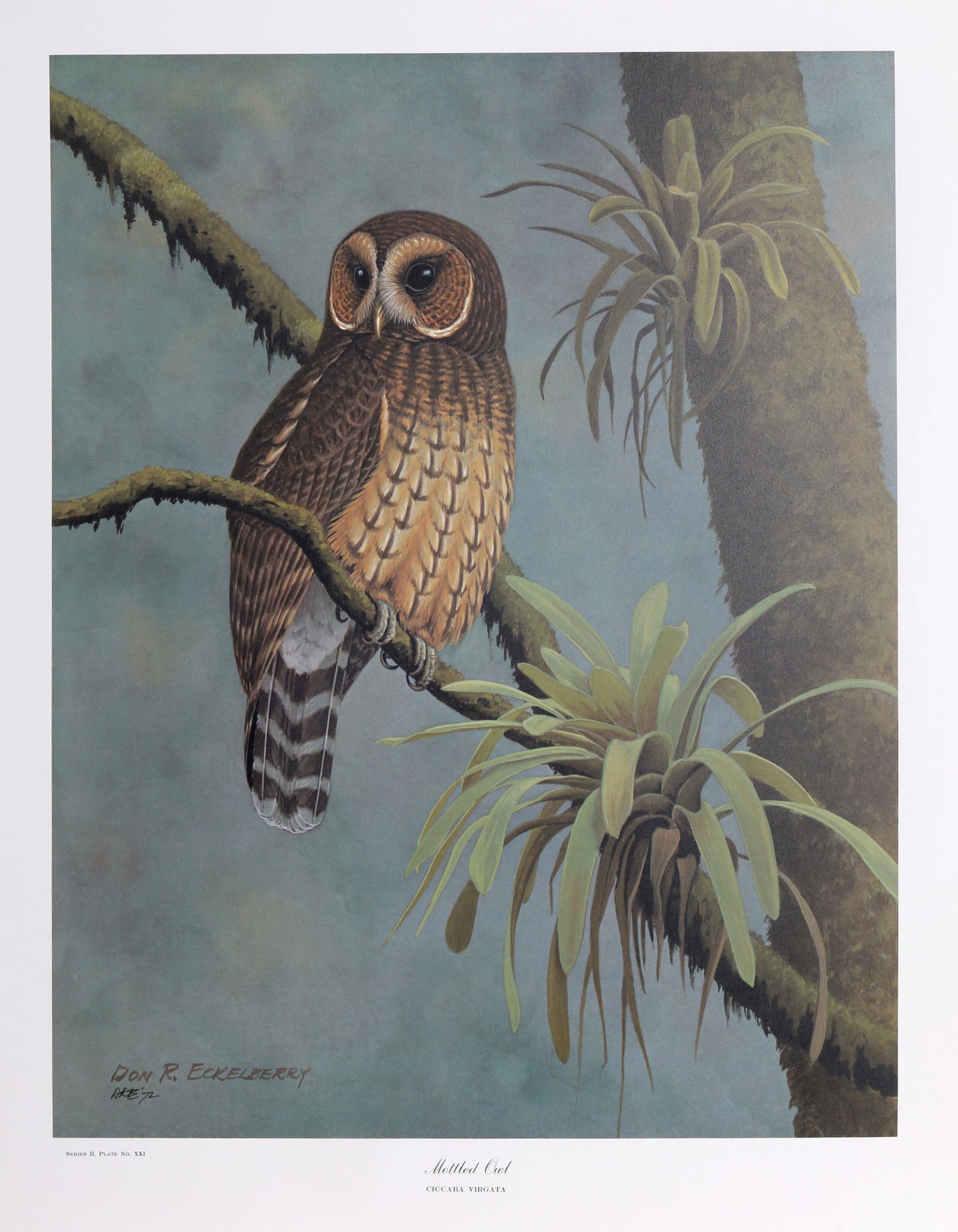 Don Richard Eckelberry, Mottled Wood Owl, Offset (1 of 1)