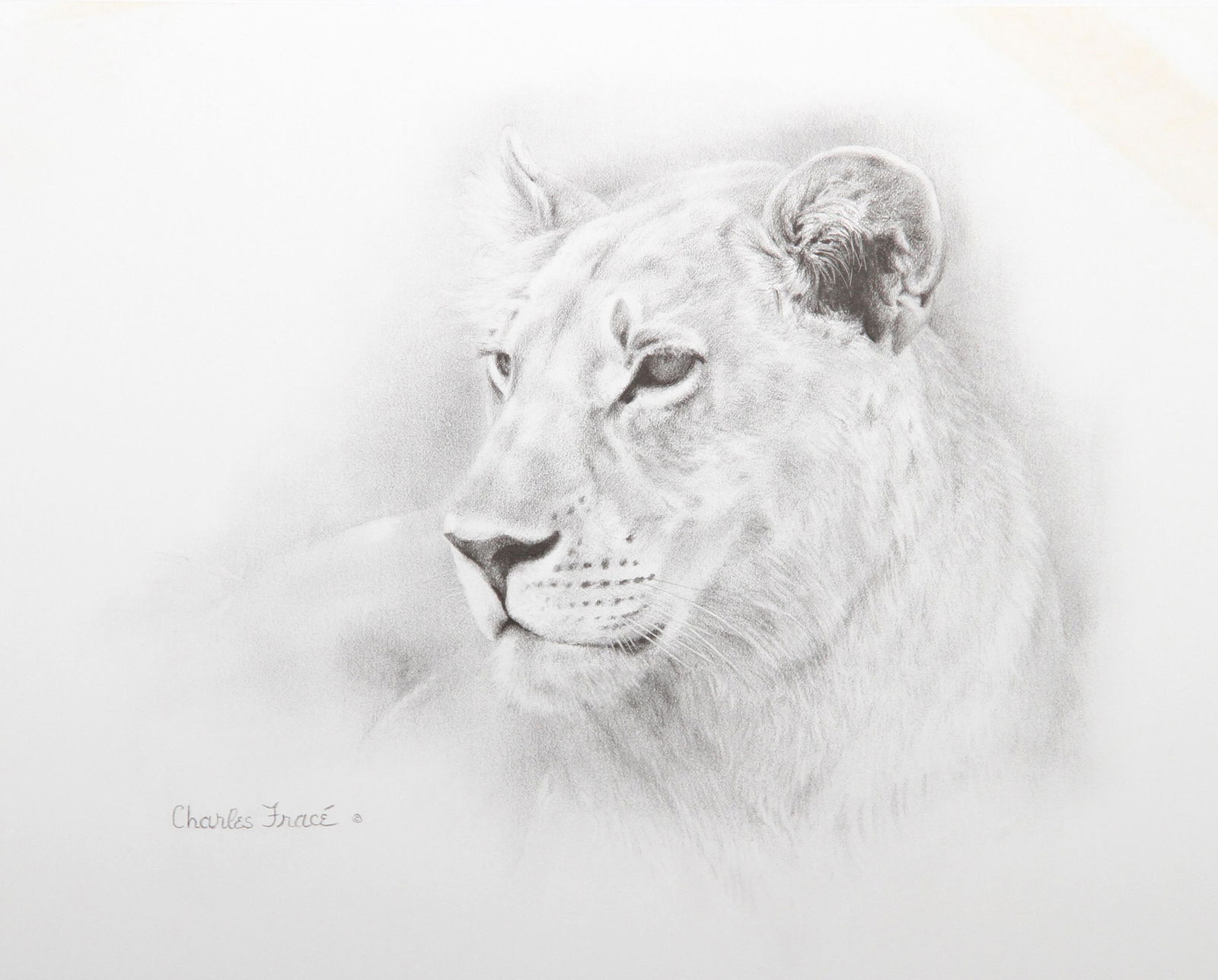Charles Frace, Lioness, Lithograph (1 of 1)