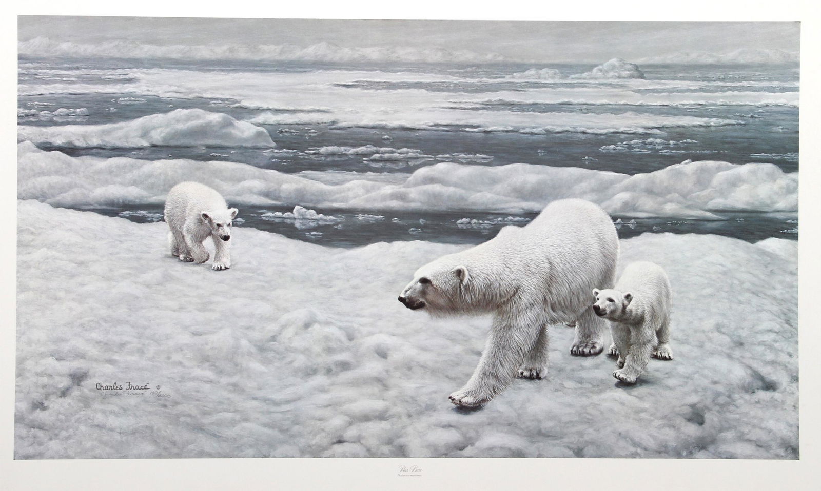 Charles Frace, Polar Bears, Lithograph (1 of 1)
