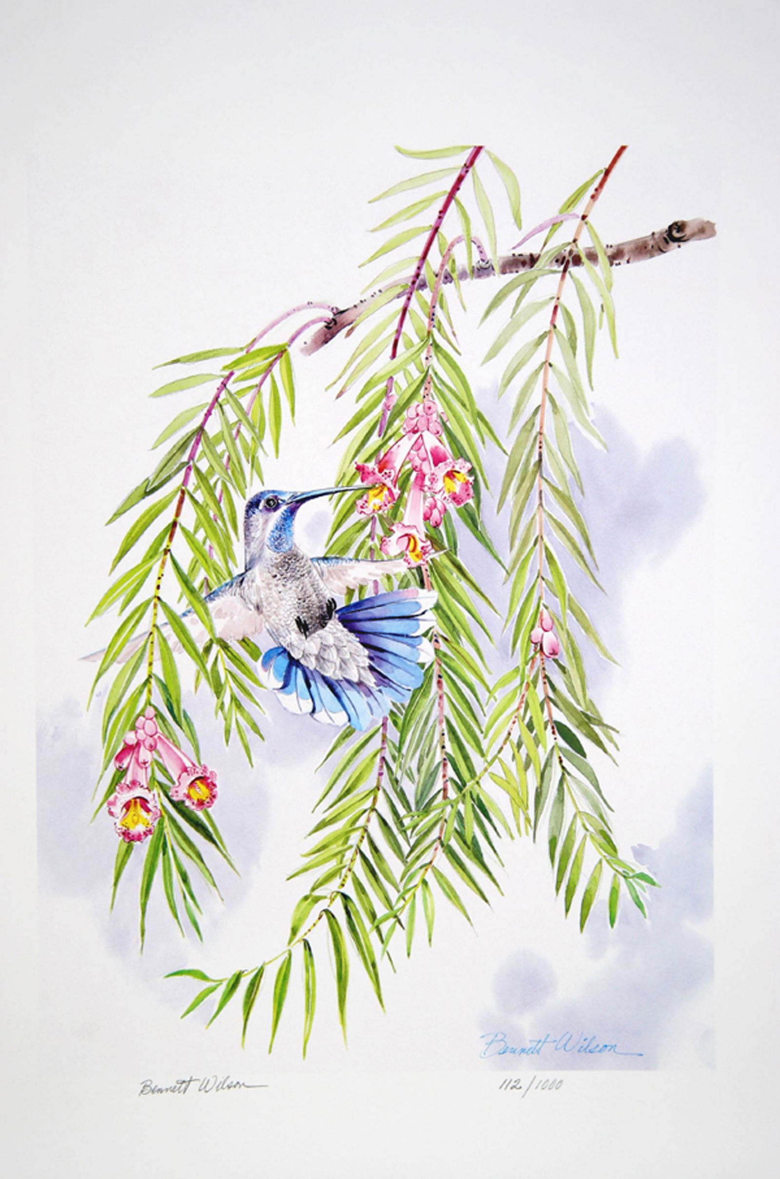 Bennett Wilson, Untitled - Blue Hummingbird, Offset (1 of 1)