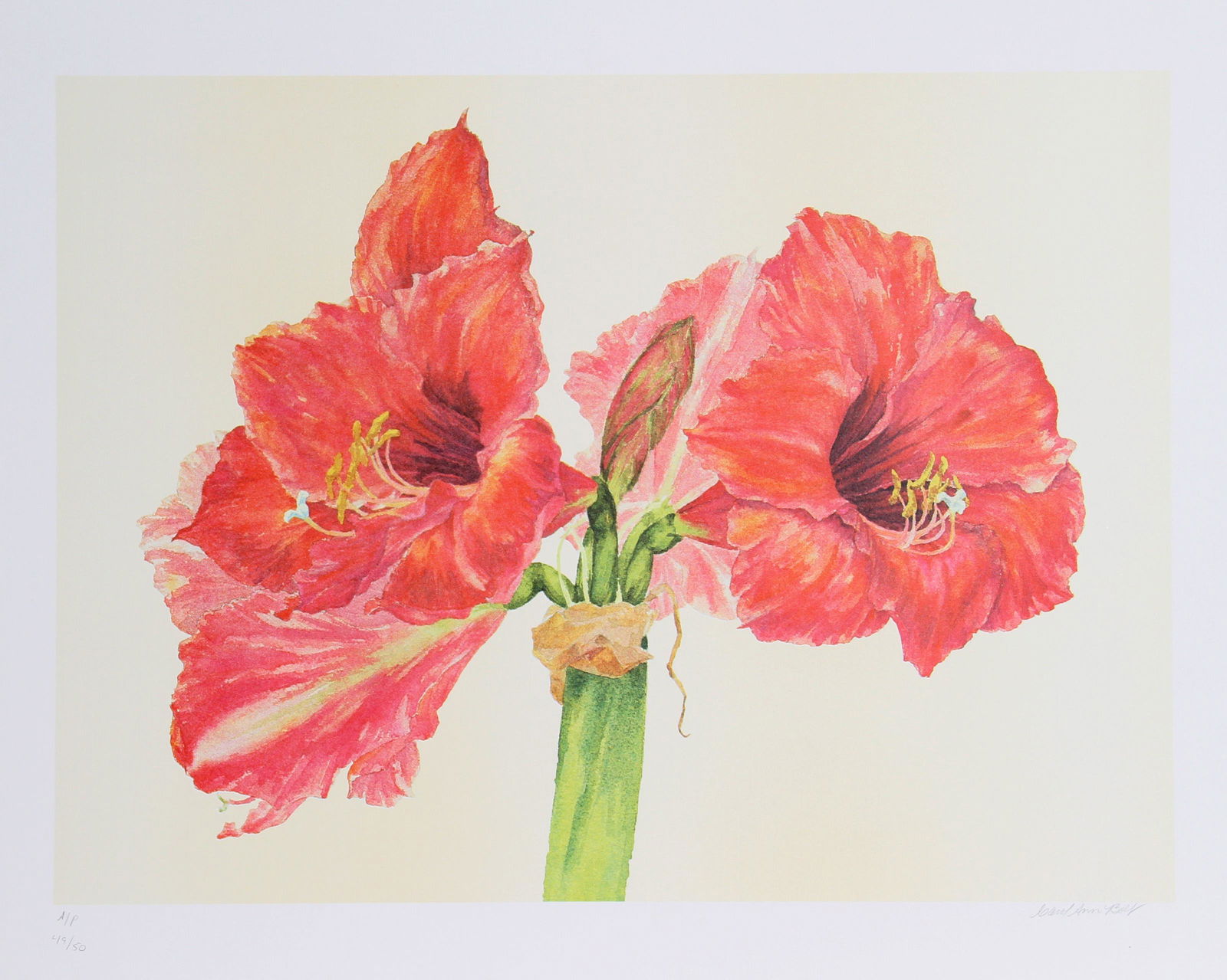 Carol Ann Bolt, Amaryllis, Lithograph (1 of 3)