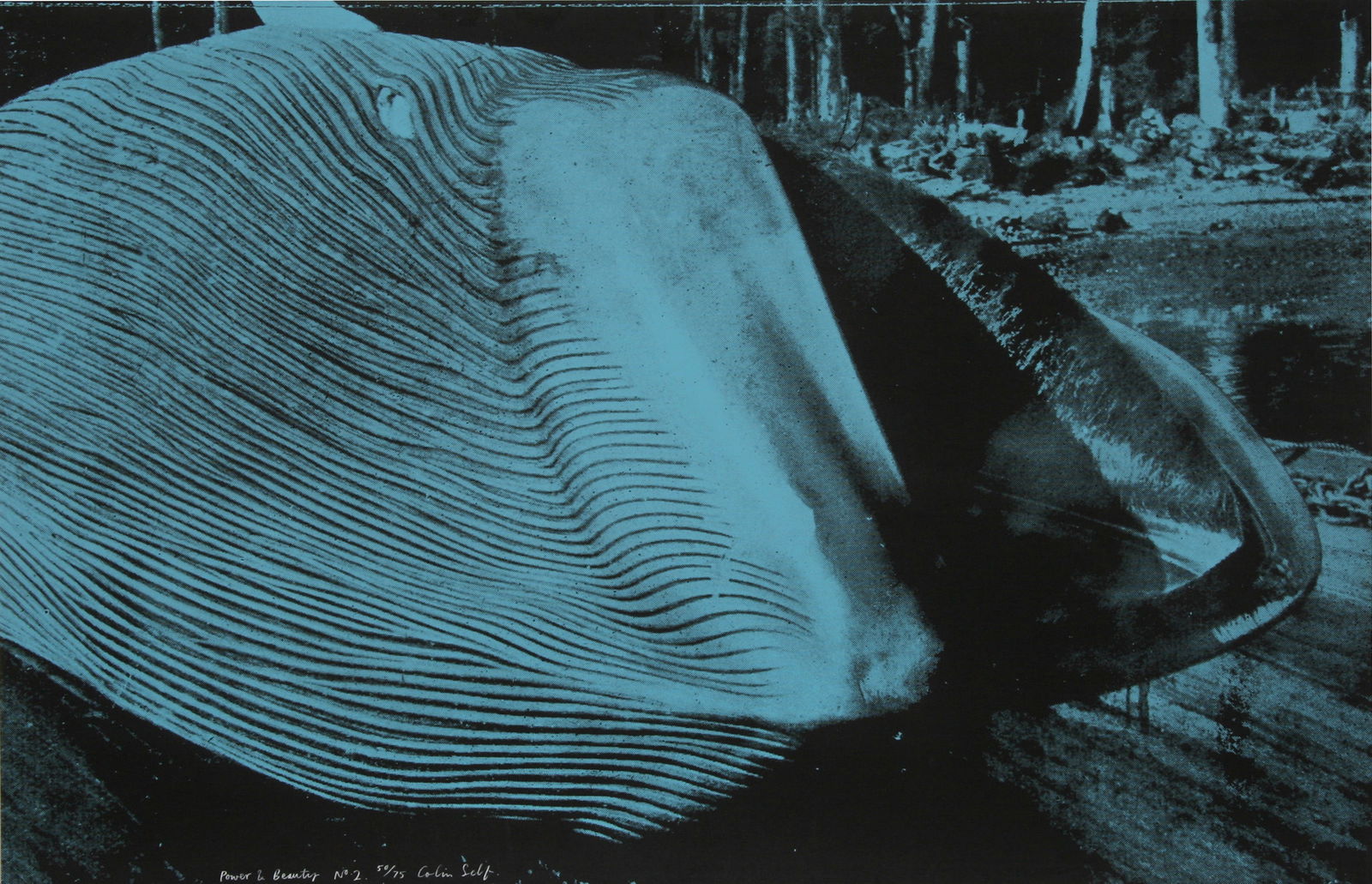 Colin Self, Power and Beauty No. 2, Screenprint: Artist: Colin Self, British (1941 - ) Title: Power and Beauty No. 2 Year: 1969 Medium: Screenprint, signed and numbered in ink Edition: 75 Size: 26 in. x 41 in. (66.04 cm x 104.14 cm)