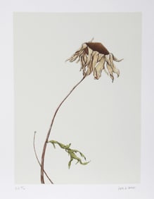 Paul Arthur Jansen, Dry Daisy, Lithograph