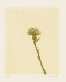Aubrey Schwartz, Wild Flowers VII, Etching