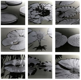 Ray Charles White, Lilias, Screenprinted Enamel on Anodized Aluminum (Nine Panels)