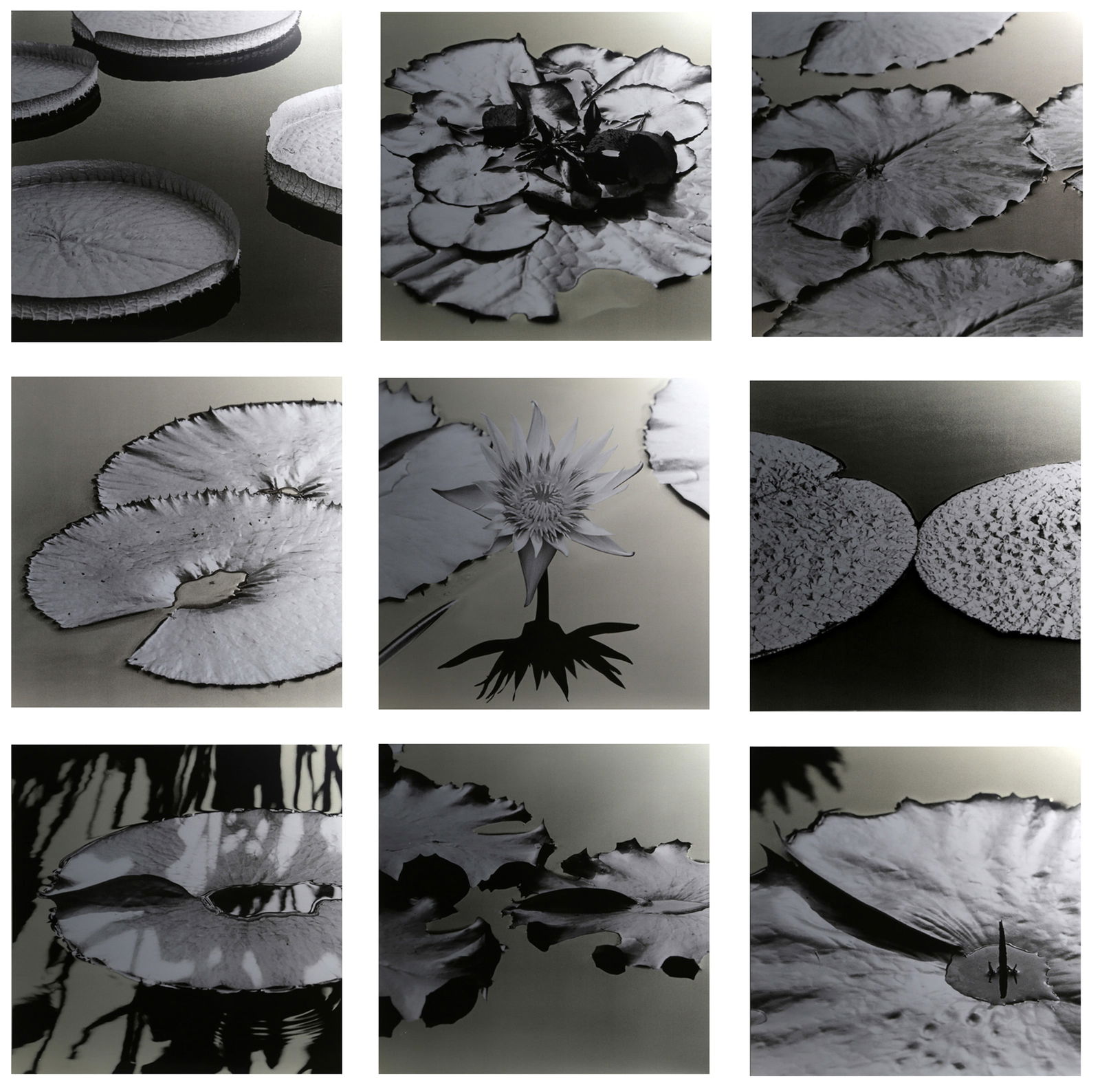 Ray Charles White, Lilias, Screenprinted Enamel on Anodized Aluminum (Nine Panels): Artist: Ray Charles White, Canadian (1961 - ) Title: Lilias Year: 2005 Medium: Screenprinted Enamel on Anodized Aluminum (Nine Panels), each signed and numbered verso Edition: 37/38 Image Size: Each P