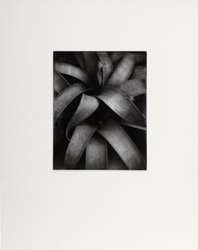 Kipton Kumler, Reeds, Wellesley, Gelatin Silver Print Photograph
