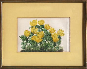 Abraham Jacobus Wendel, Eranthis Hyemalis, Lithograph
