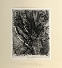Sheldon 'Shelly' Fink, 300 Year Old Pine, Etching on paper