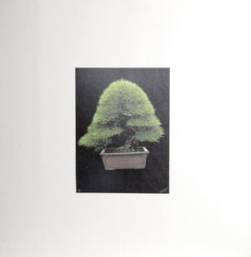 Jonathan Singer, Japanese Bonsai VII, Photograph on board