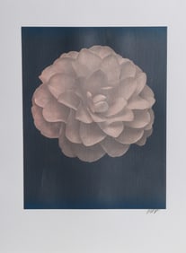 Jonathan Singer, White Dahlia (Pink) on Dark Blue, Digital Photograph