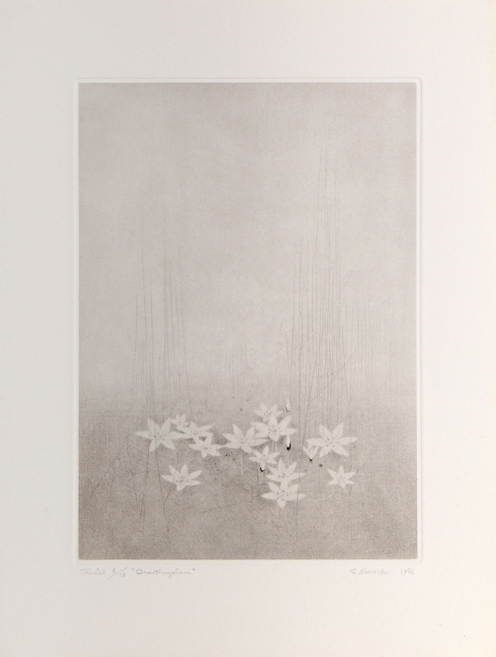Gunnar Norrman, Ornithogalum, Drypoint Etching: Artist: Gunnar Norrman, Swedish (1912 - 2005) Title: Ornithogalum Year: 1976 Medium: Drypoint Etching, signed and numbered in pencil Edition: 8/10 Image Size: 8 x 5.75 inches Size: 11 x 8.5 in. (27.94