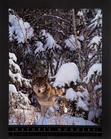 Tom & Pat Leeson, Timber Wolf, Poster