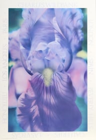 Charles Wildbank, Purple Iris, Poster on board