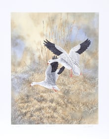 Chris Forrest, Snow Geese Landing, Lithograph