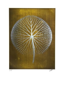 Jonathan Singer, Giant White Amazon Waterlily on Gold, Digital Photograph